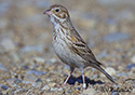 Pooecetes gramineus affinis